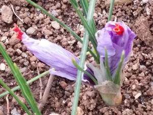 Crocus d'oro, Zafferano di Nepi, Italian Saffron