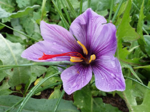 Crocus d'oro, Zafferano di Nepi, Italian Saffron