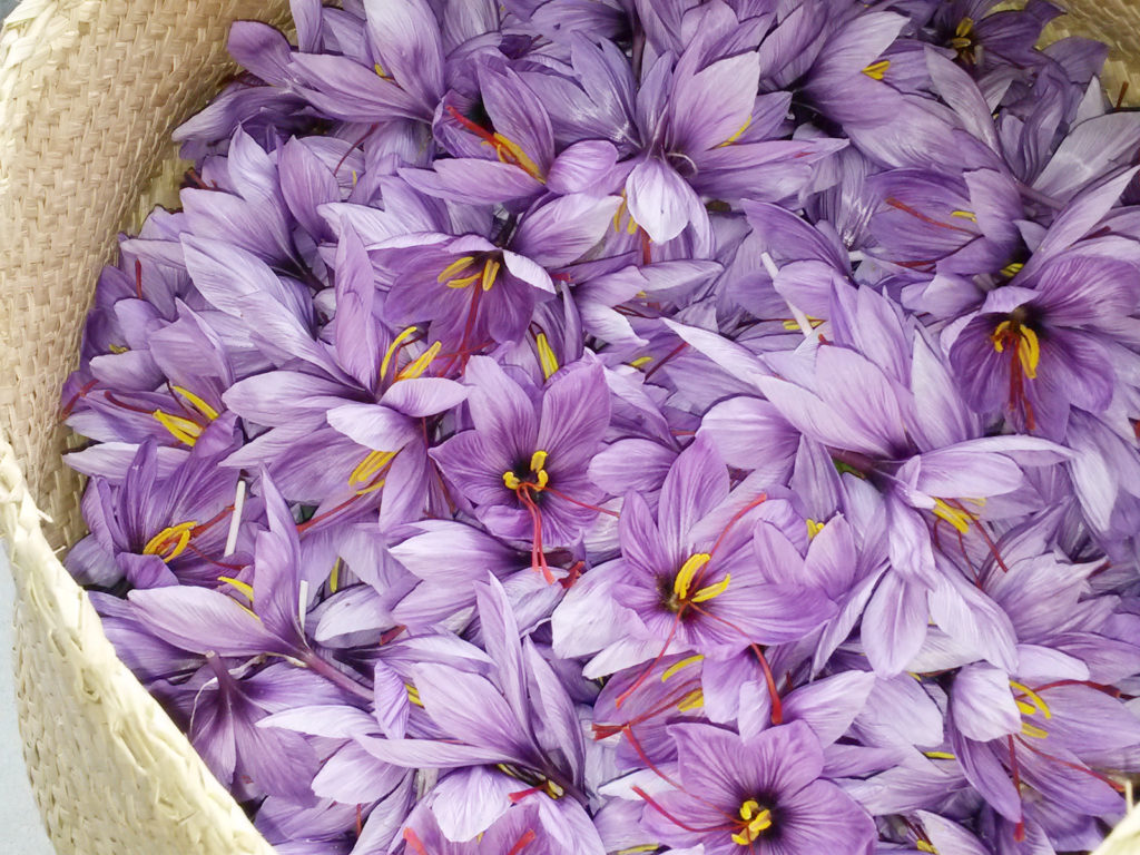 Crocus d'oro, Zafferano di Nepi, Italian Saffron